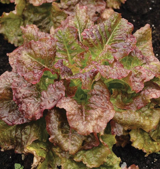 Lettuce - Red Sail Leaf