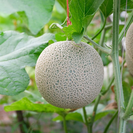 Cantaloupe - Hearts of Gold