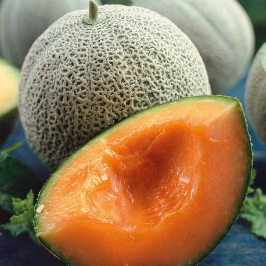 Melon - Honey Rock