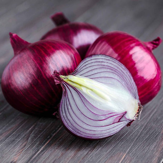 Onion - Ruby Red (Long Day)
