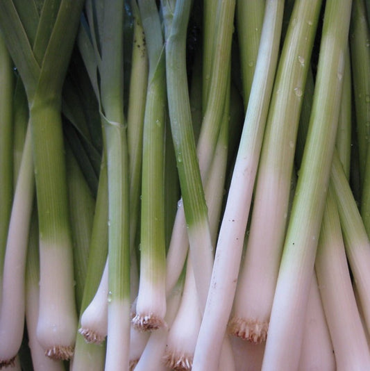 Onion - Tokyo Long White Bunching