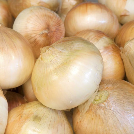 Onion - Walla Walla