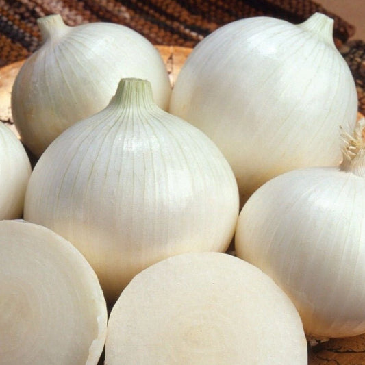 Onion - White Sweet Spanish (Long Day)