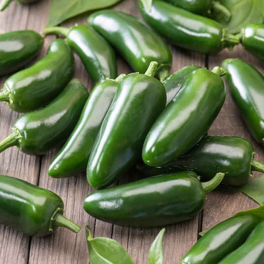 Pepper - Early Jalapeño