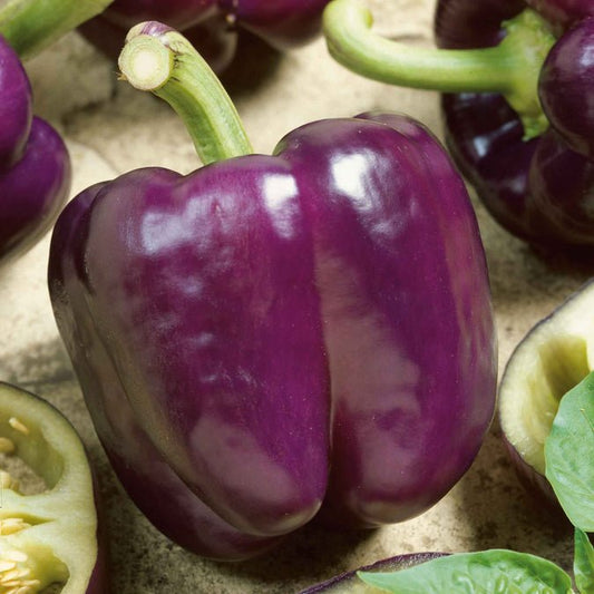 Pepper - Purple Beauty Bell