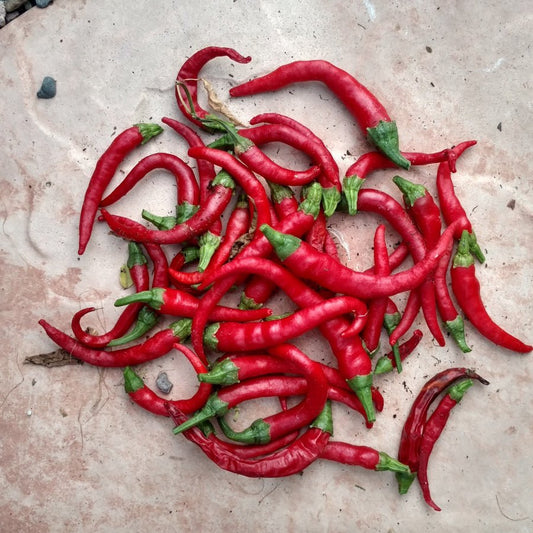 Pepper - Long and Slim Cayenne