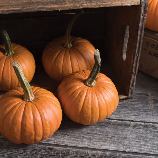 Pumpkin - Baby Bear F1