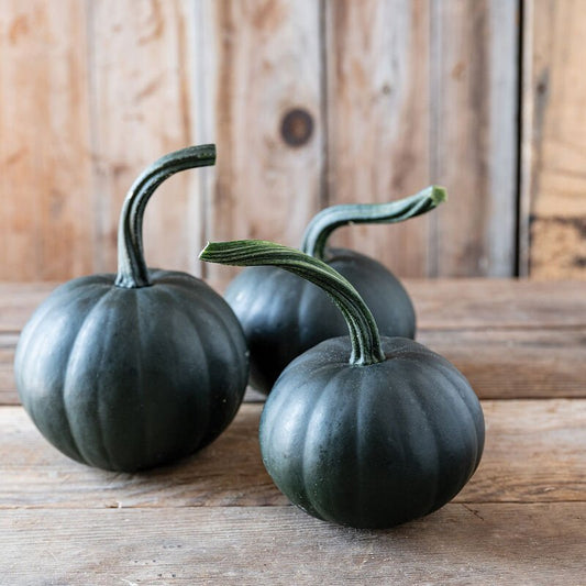 Pumpkin - Black Bear F1