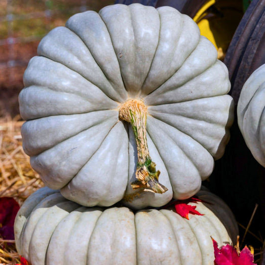 Pumpkin - Blue Eyes F1