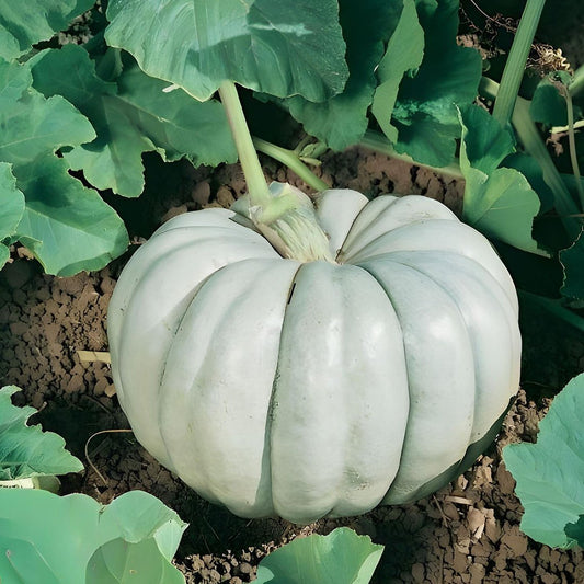 Pumpkin - Blue Harvest F1
