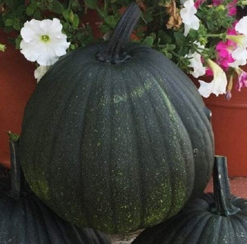 Pumpkin - Dark Knight F1