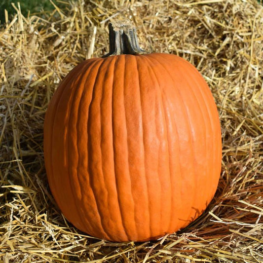 Pumpkin - Jack-O-Lantern