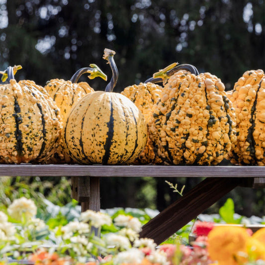 Pumpkin - Kettle Corn F1