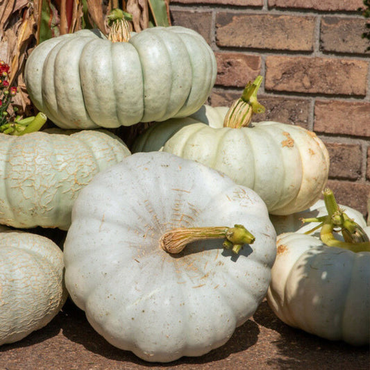 Pumpkin - Lunar Shadow F1