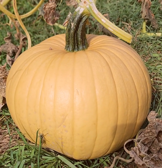 Pumpkin - Mocha F1