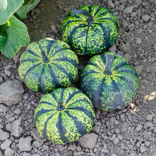 Pumpkin - Phantomita F1
