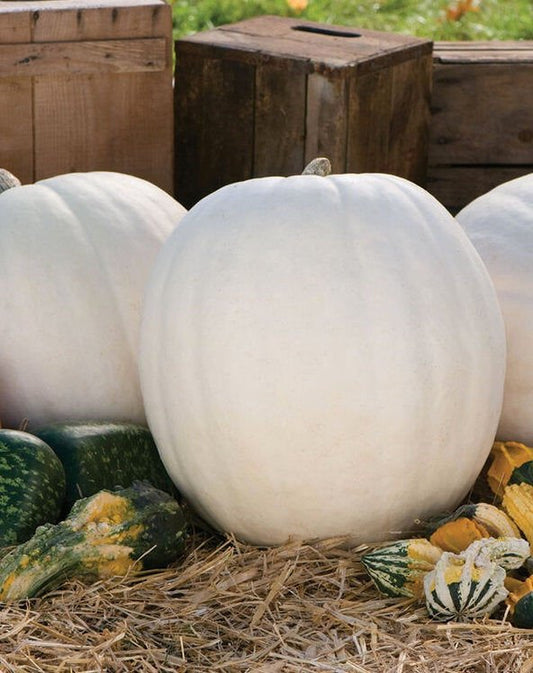 Pumpkin - Polar Bear F1