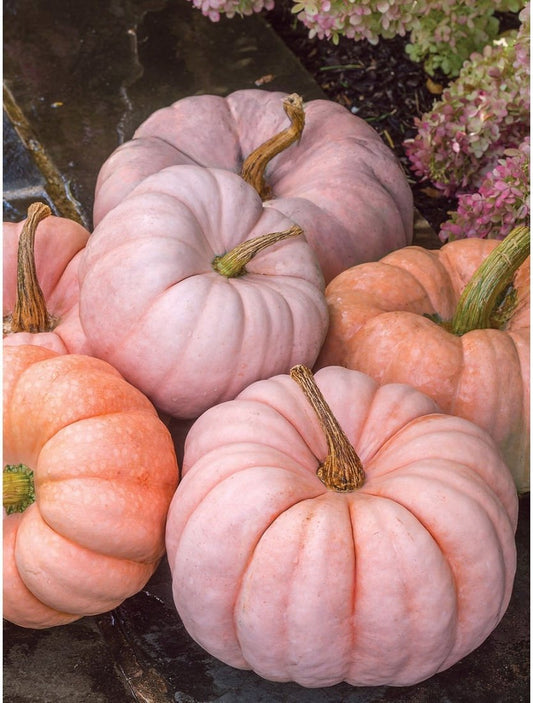 Pumpkin - Porcelain Princess F1