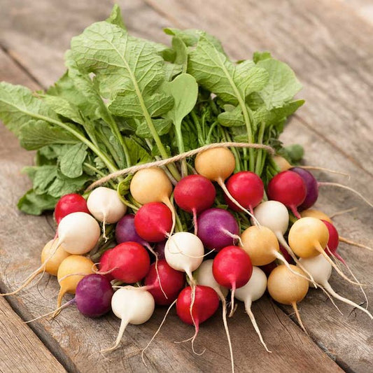 Radish - Easter Egg Blend