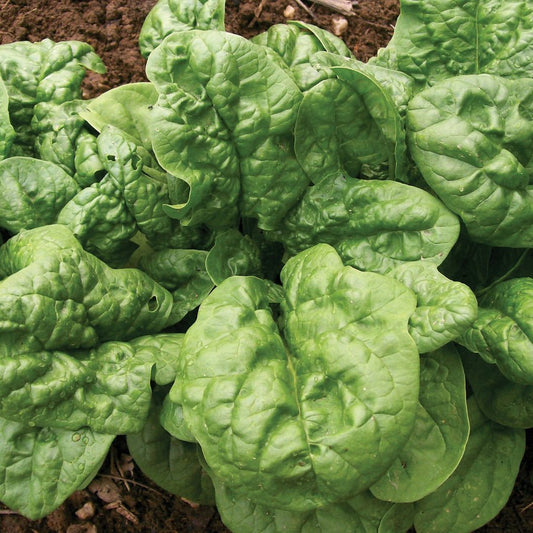 Spinach - Bloomsdale Long Standing