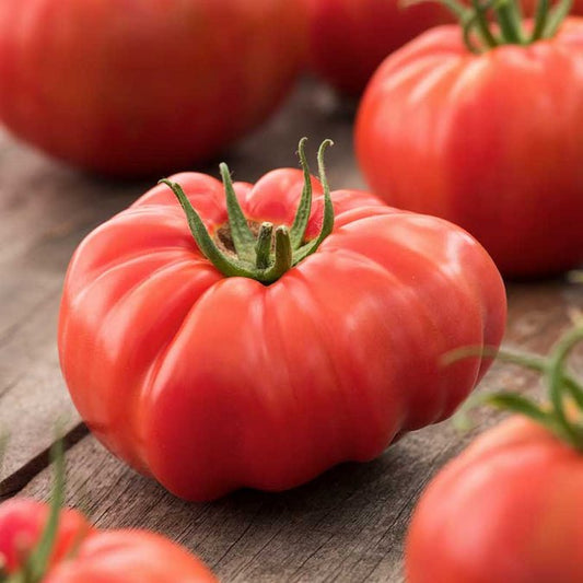 Tomato - Beefsteak
