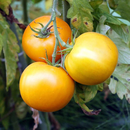 Tomato - Golden Jubilee