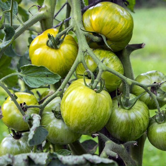 Tomato - Green Zebra