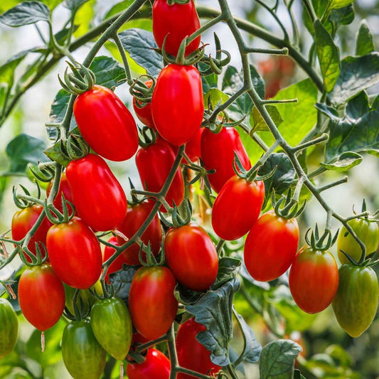 Tomato - Roma VF