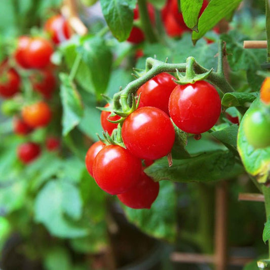 Tomato - Small Red Cherry