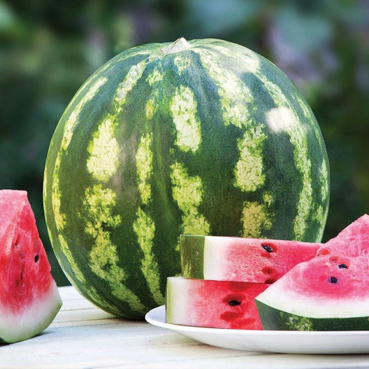 Watermelon - Crimson Sweet