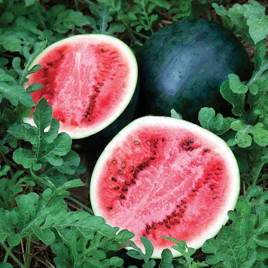 Watermelon - Mini Sugar Baby
