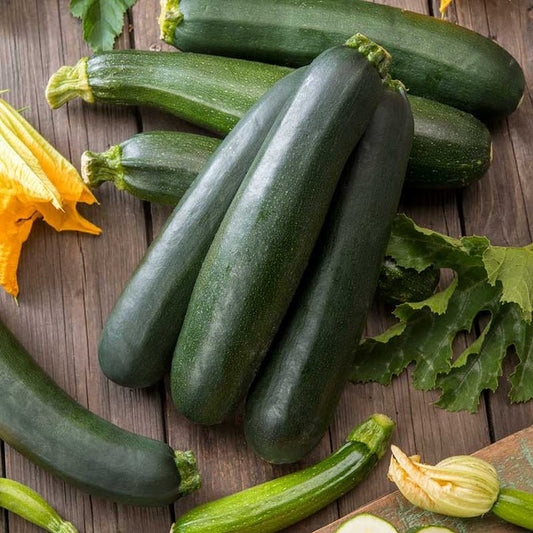 Zucchini - Summer Black Beauty