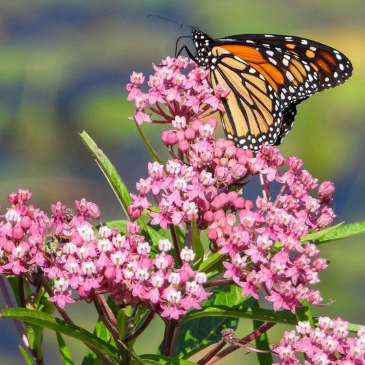 Swamp Milkweed