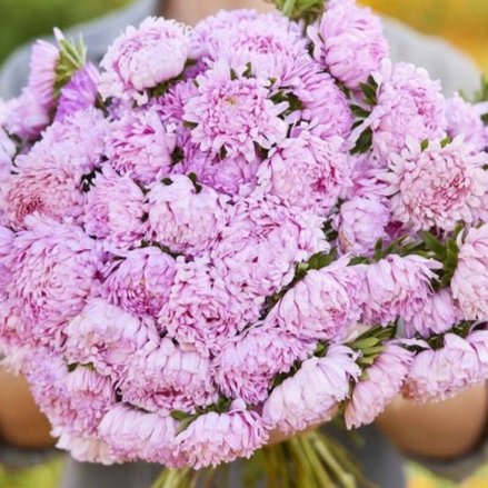 Aster - Coral Rose Peony Duchess
