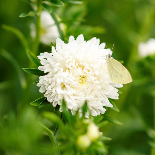 Aster - White Peony Duchess