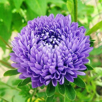 Aster - Purple Jewelsaster Semi-Dwarf