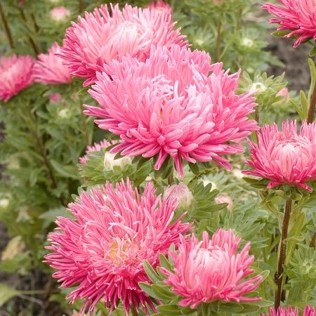 Aster - Rose Jewelsaster Semi-Dwarf