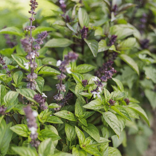 Basil - Cinnamon