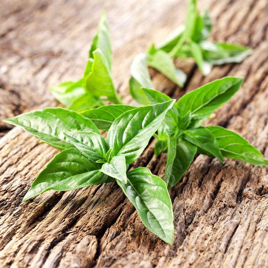 Basil - Lemon