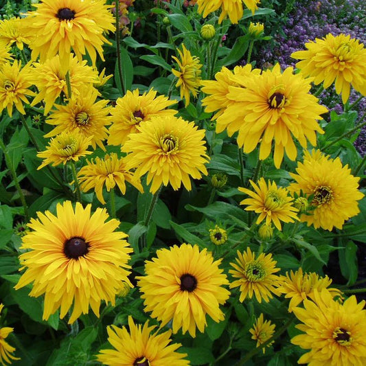 Rudbeckia - Double Golden Gloriosa