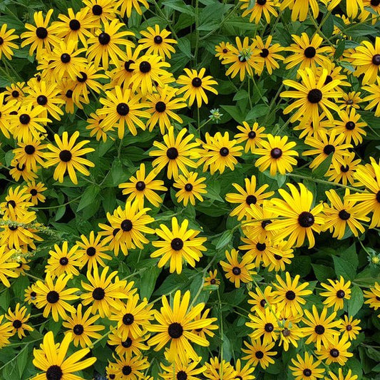 Rudbeckia - Black-Eyed Susan