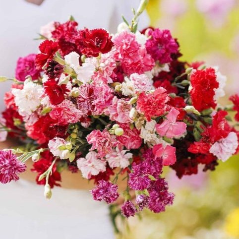 Carnation - Enfant de Nice Mix