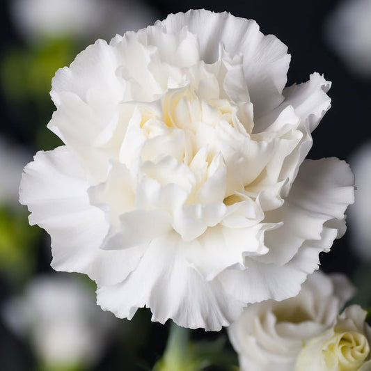 Carnation - Jeanne Dionis