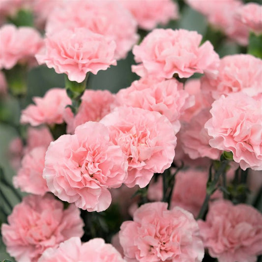 Carnation - La France