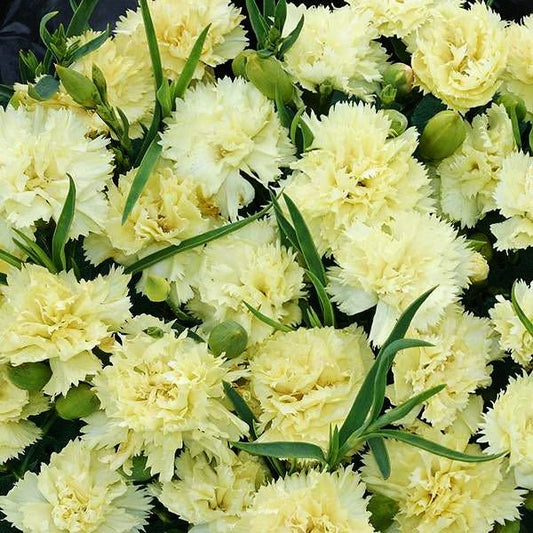 Carnation - Marie Chabaud