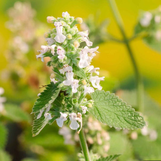 Catnip