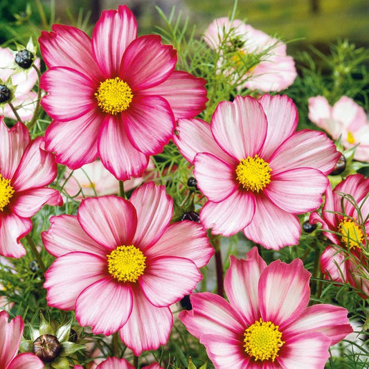 Cosmos - Candystripe