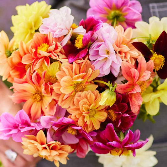 Dahlia - Early Bird Mix