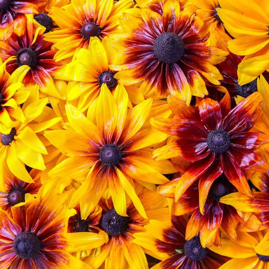 Rudbeckia - Gloriosa Mix
