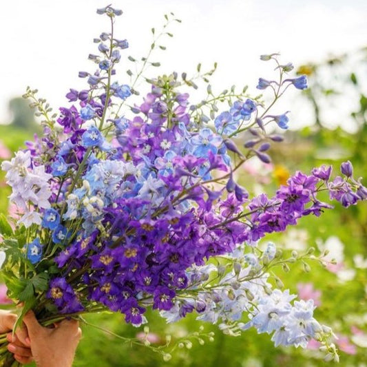 Delphinium - Rocket Tall Mix